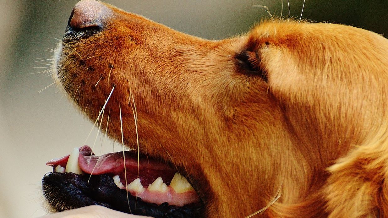 Lorem iposum dolore sit amet.